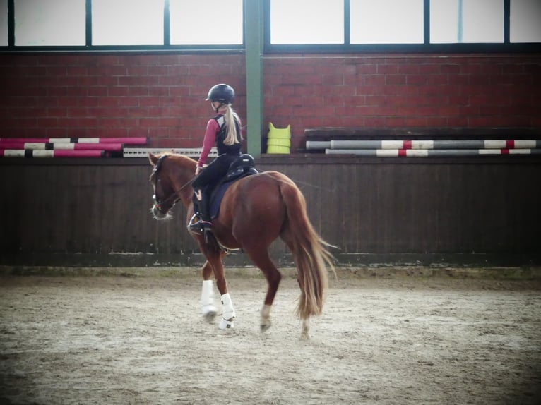 Deutsches Reitpony Wallach 6 Jahre 148 cm Fuchs in Fürstenau