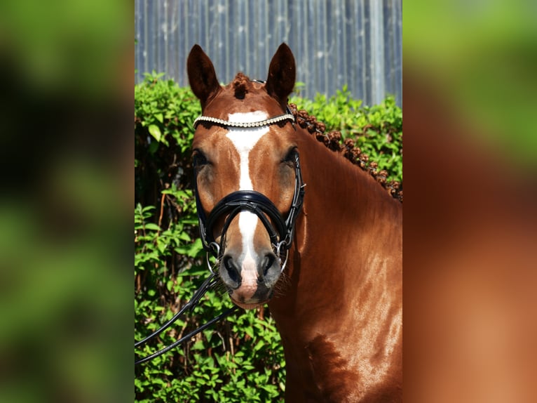 Deutsches Reitpony Wallach 6 Jahre 148 cm Fuchs in Landsberg