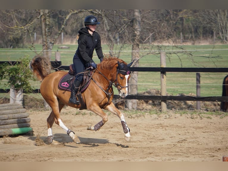 Deutsches Reitpony Wallach 6 Jahre 148 cm Fuchs in Landsberg