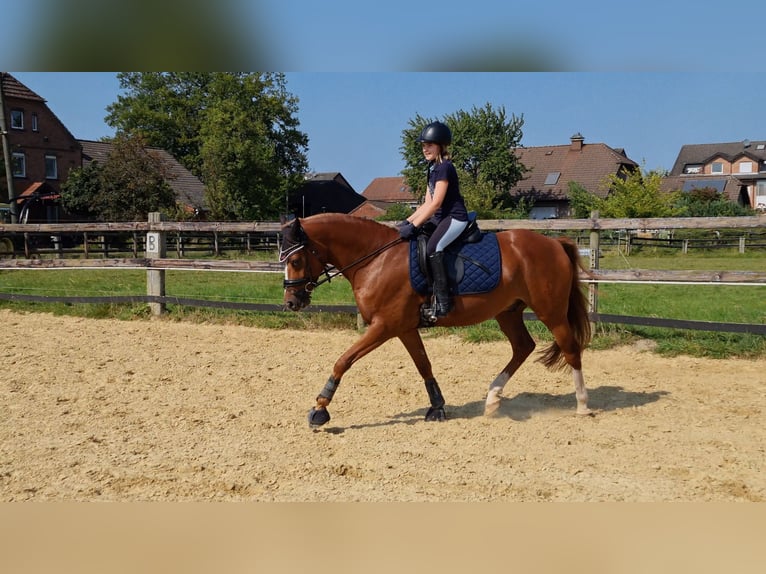 Deutsches Reitpony Wallach 6 Jahre 148 cm Fuchs in Selm