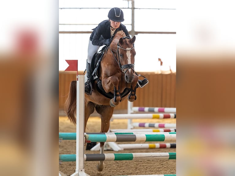 Deutsches Reitpony Wallach 6 Jahre 148 cm Fuchs in Selm