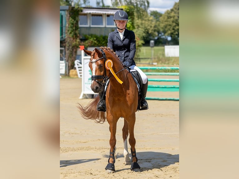 Deutsches Reitpony Wallach 6 Jahre 148 cm Fuchs in Selm