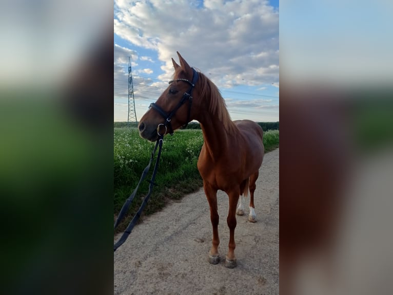 Deutsches Reitpony Wallach 6 Jahre 148 cm Fuchs in Stuttgart-M&#xFC;hlhausen