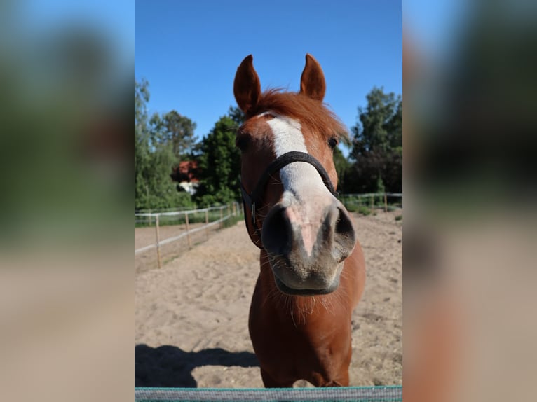 Deutsches Reitpony Wallach 6 Jahre 148 cm Fuchs in Brandenburg an der Havel
