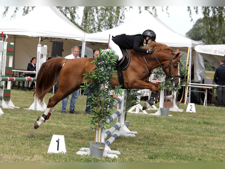 Deutsches Reitpony Wallach 6 Jahre 148 cm Fuchs in Brandenburg an der Havel