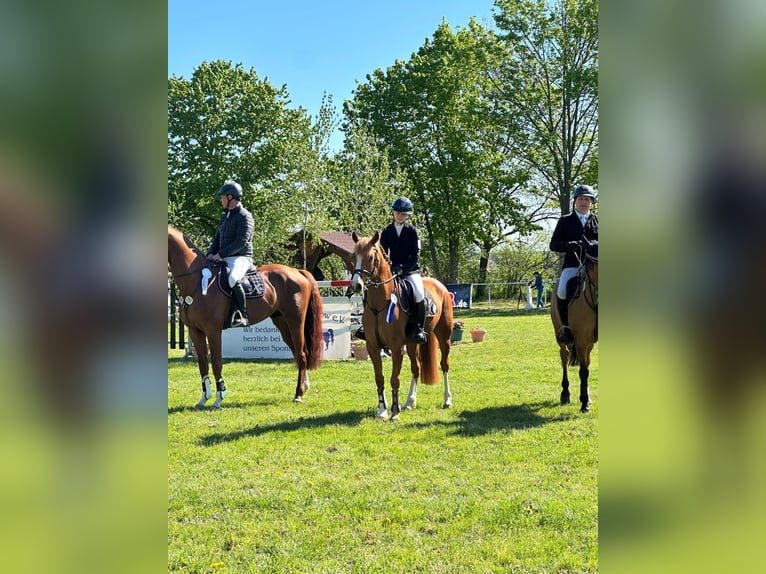 Deutsches Reitpony Wallach 6 Jahre 148 cm Fuchs in Brandenburg an der Havel