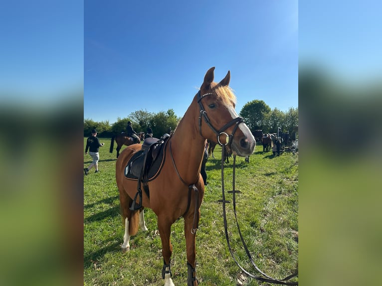 Deutsches Reitpony Wallach 6 Jahre 148 cm Fuchs in Brandenburg an der Havel