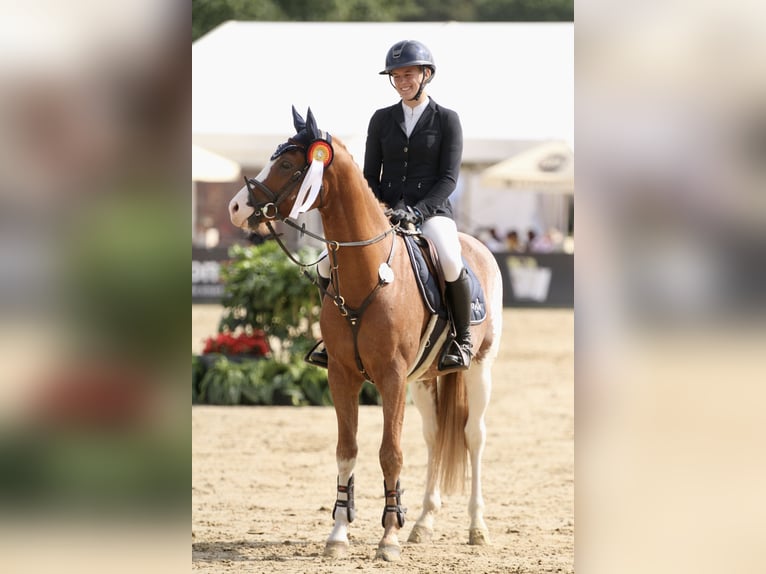 Deutsches Reitpony Wallach 6 Jahre 148 cm Fuchs in T&#xF6;nisvorst