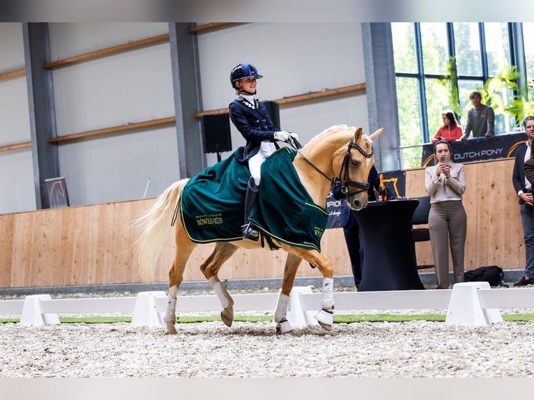 Deutsches Reitpony Wallach 6 Jahre 148 cm Palomino in Werkendam