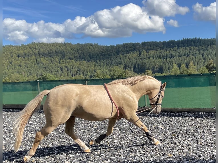 Deutsches Reitpony Wallach 6 Jahre 148 Cm Palomino In Wildberg