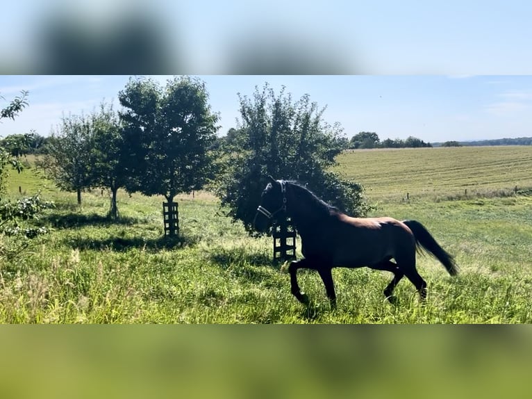 Deutsches Reitpony Wallach 6 Jahre 148 cm Rabicano in Köln