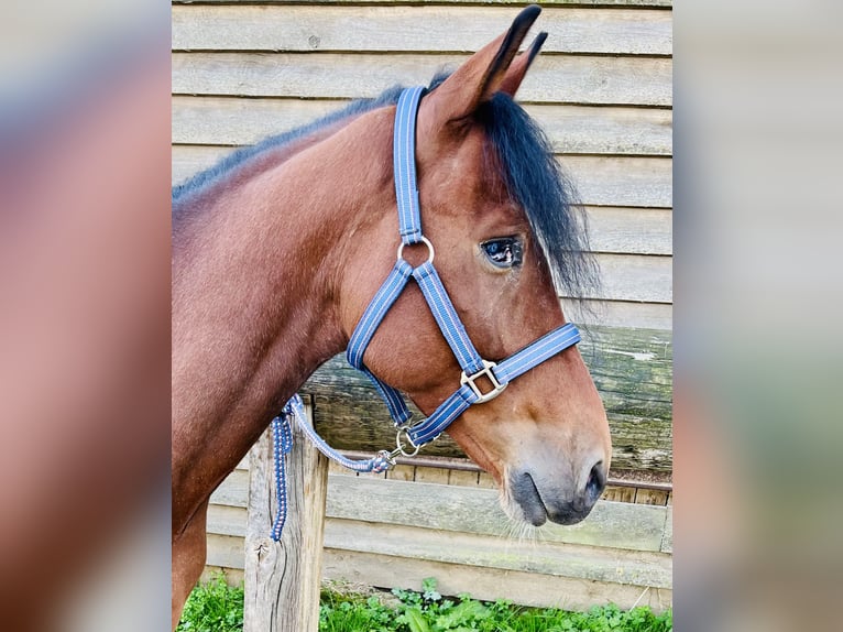 Deutsches Reitpony Wallach 6 Jahre 148 cm Rabicano in Köln