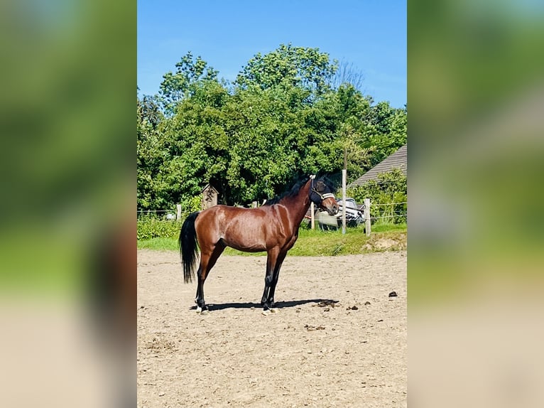 Deutsches Reitpony Wallach 6 Jahre 148 cm Rabicano in Köln