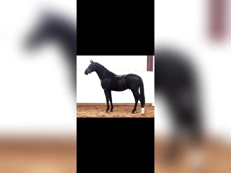 Deutsches Reitpony Wallach 6 Jahre 148 cm Rappe in Erbach