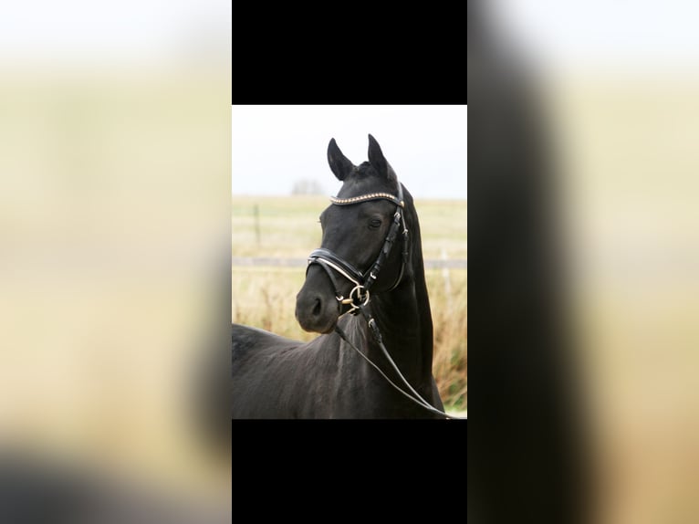 Deutsches Reitpony Wallach 6 Jahre 148 cm Rappe in Erbach