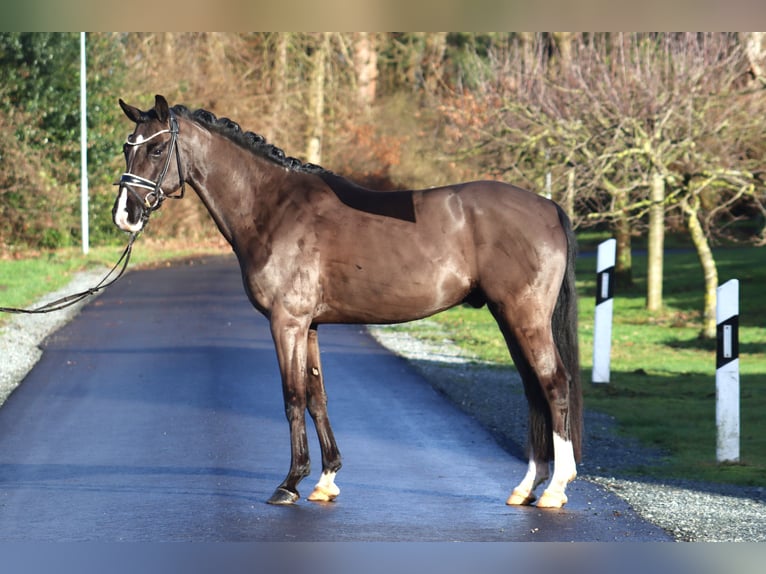 Deutsches Reitpony Wallach 6 Jahre 148 cm Rappe in Deinstedt