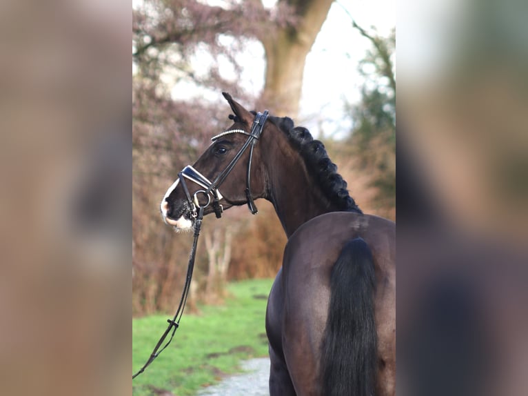 Deutsches Reitpony Wallach 6 Jahre 148 cm Rappe in Deinstedt