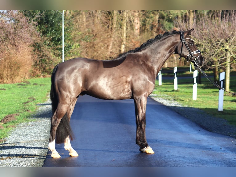 Deutsches Reitpony Wallach 6 Jahre 148 cm Rappe in Deinstedt