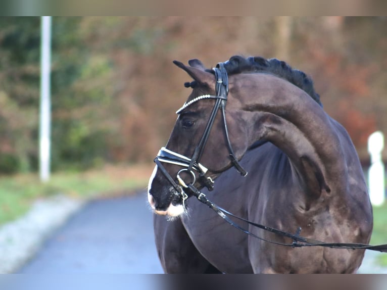 Deutsches Reitpony Wallach 6 Jahre 148 cm Rappe in Deinstedt