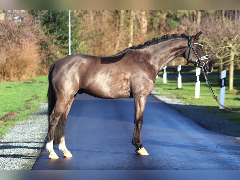 Deutsches Reitpony Wallach 6 Jahre 148 cm Rappe in Deinstedt