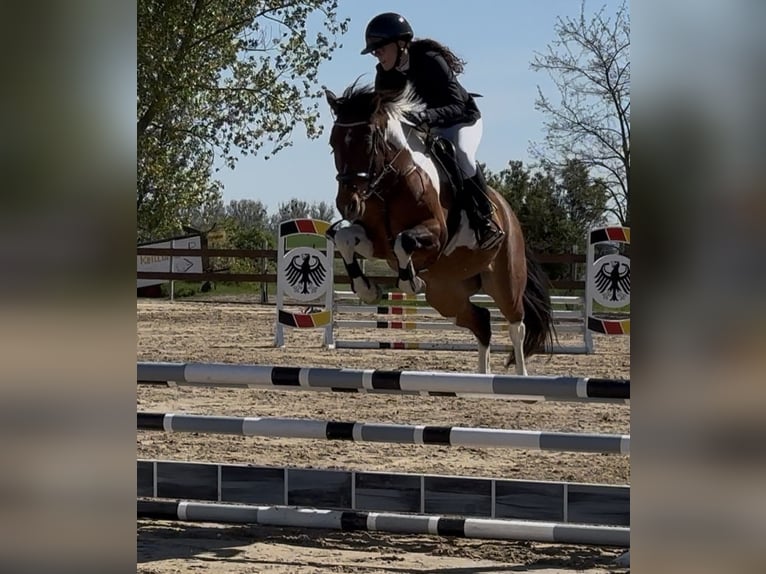 Deutsches Reitpony Wallach 6 Jahre 148 cm Schecke in Schwedt/Oder