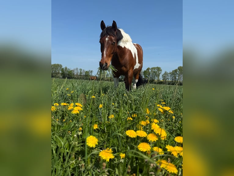 Deutsches Reitpony Wallach 6 Jahre 148 cm Schecke in Schwedt/Oder