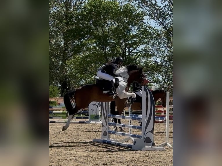 Deutsches Reitpony Wallach 6 Jahre 148 cm Schecke in Schwedt/Oder