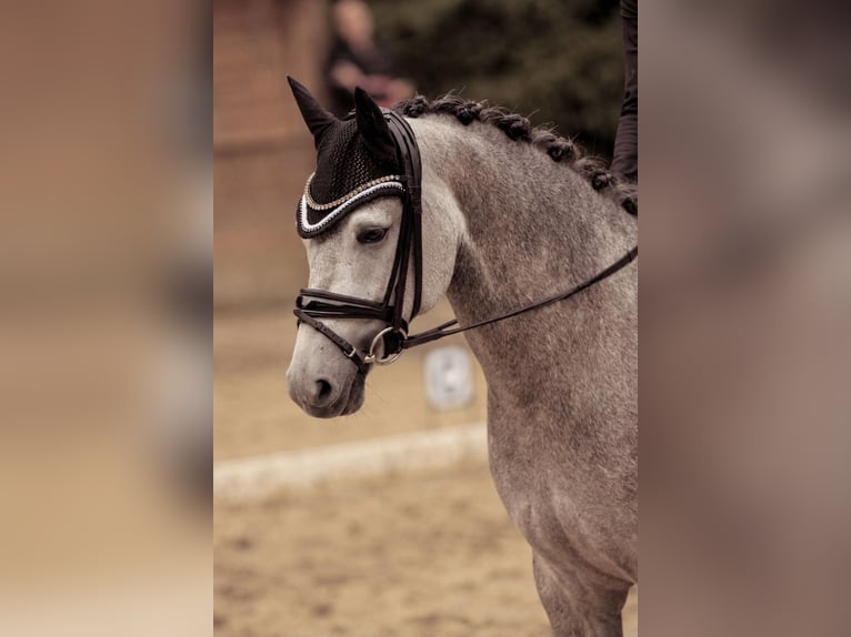 Deutsches Reitpony Wallach 6 Jahre 148 cm Schimmel in Velbert