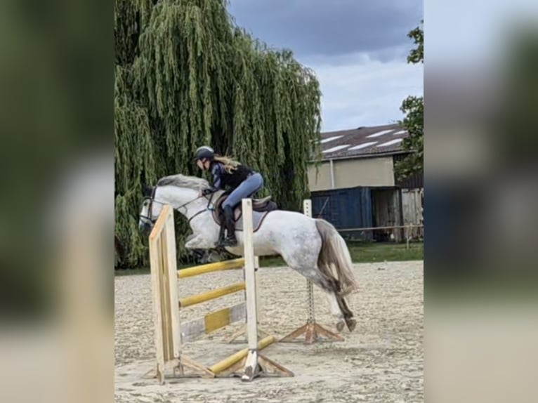 Deutsches Reitpony Wallach 6 Jahre 148 cm Schimmel in Trebur Deutsches Reitpony Wallach 6 Jahre 148 cm Schimmel in Trebur