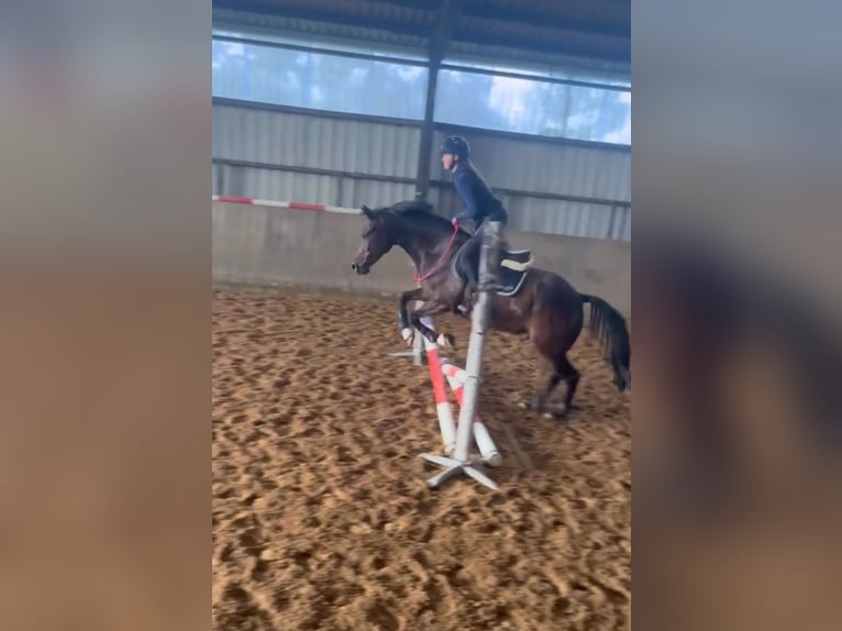 Deutsches Reitpony Wallach 6 Jahre 148 cm in Klein Wittensee