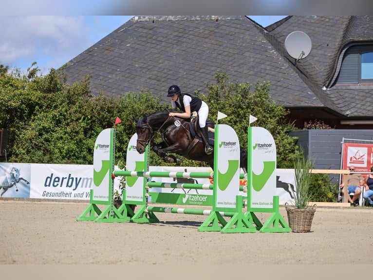 Deutsches Reitpony Wallach 6 Jahre 148 cm in Klein Wittensee