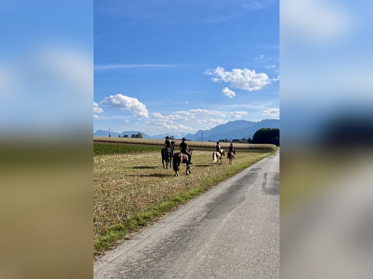 Deutsches Reitpony Wallach 6 Jahre 150 cm Brauner in Schlierbach