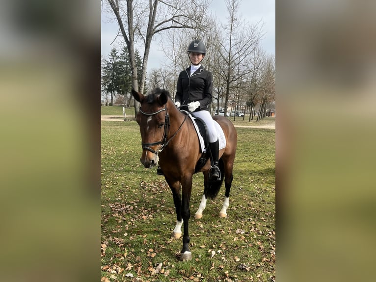 Deutsches Reitpony Wallach 6 Jahre 150 cm Brauner in Schlierbach