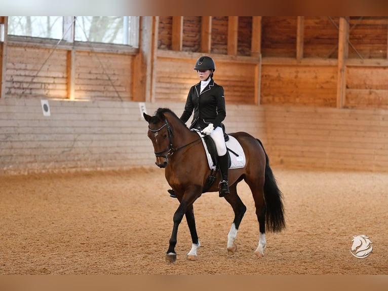 Deutsches Reitpony Wallach 6 Jahre 150 cm Brauner in Schlierbach