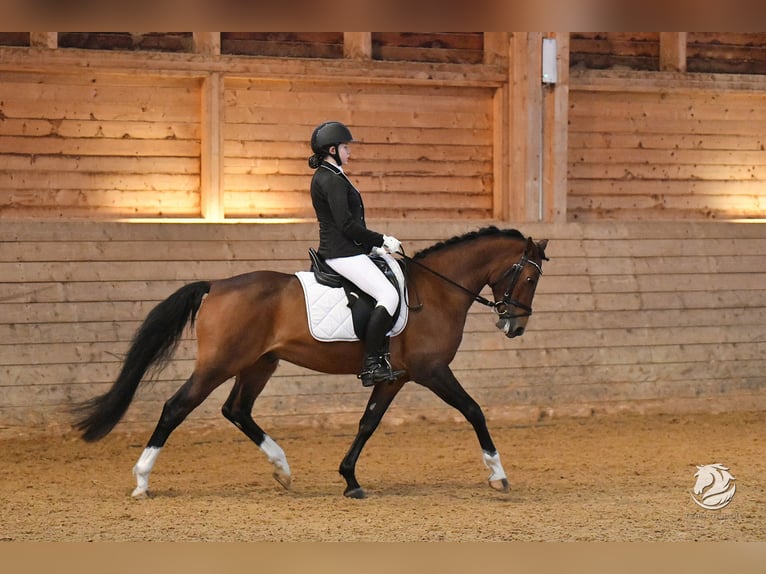 Deutsches Reitpony Wallach 6 Jahre 150 cm Brauner in Schlierbach