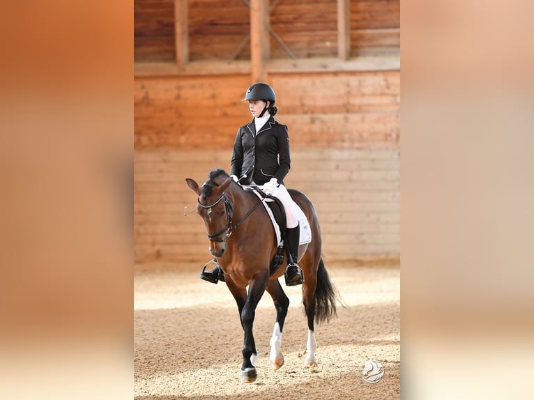 Deutsches Reitpony Wallach 6 Jahre 150 cm Brauner in Schlierbach