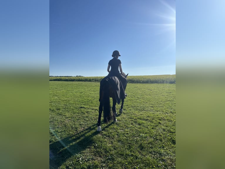 Deutsches Reitpony Wallach 6 Jahre 150 cm Brauner in Schlierbach