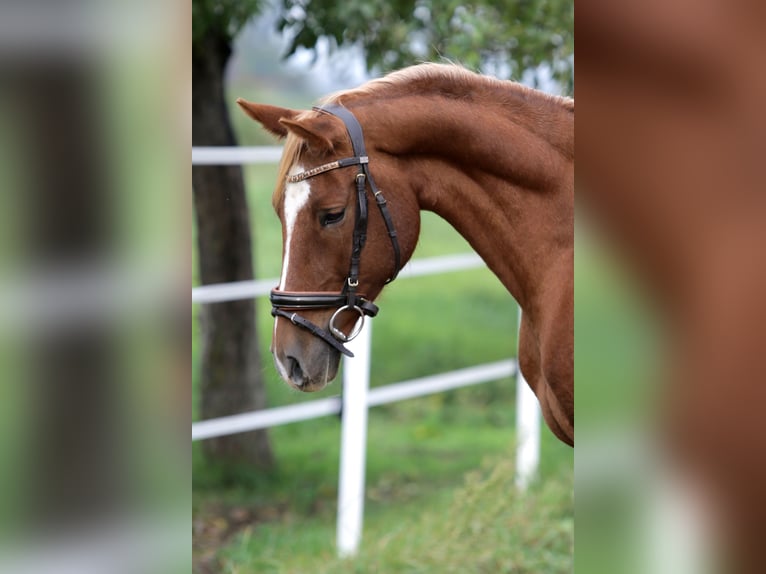 Deutsches Reitpony Wallach 6 Jahre 150 cm Fuchs in Hochdorf-Assenheim