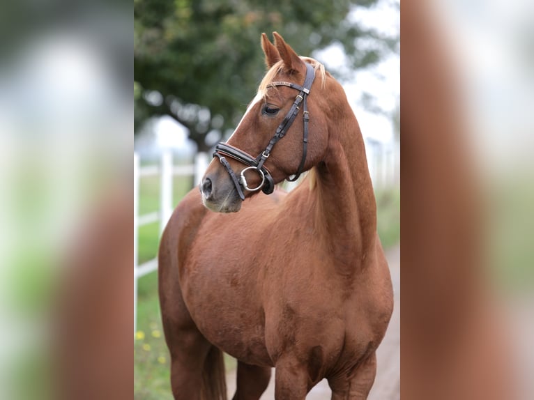 Deutsches Reitpony Wallach 6 Jahre 150 cm Fuchs in Hochdorf-Assenheim