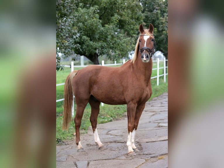 Deutsches Reitpony Wallach 6 Jahre 150 cm Fuchs in Hochdorf-Assenheim