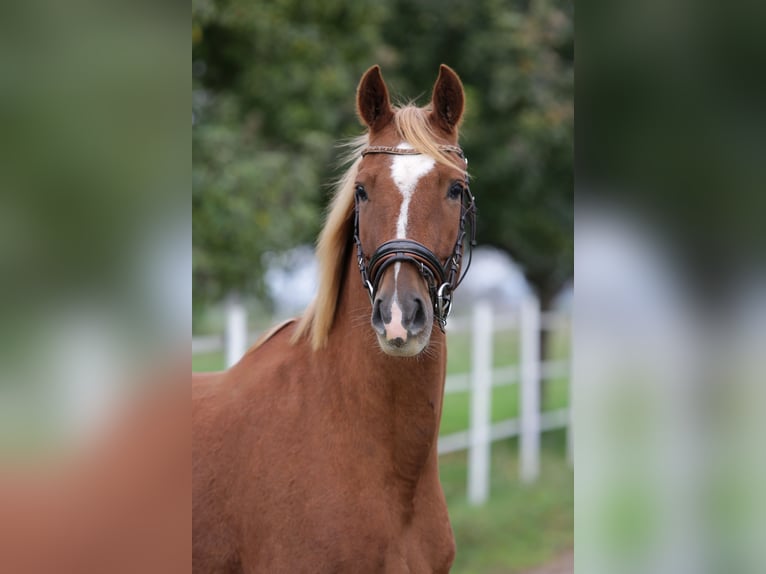 Deutsches Reitpony Wallach 6 Jahre 150 cm Fuchs in Hochdorf-Assenheim