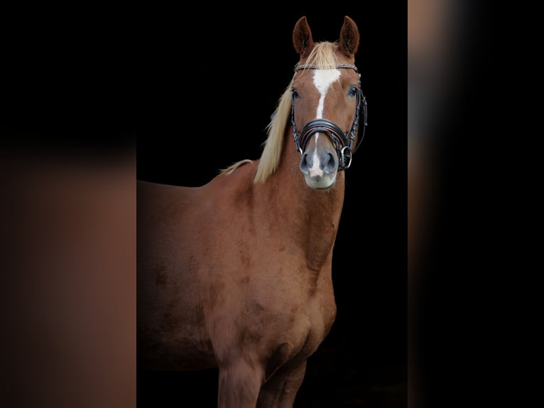 Deutsches Reitpony Wallach 6 Jahre 150 cm Fuchs in Hochdorf-Assenheim