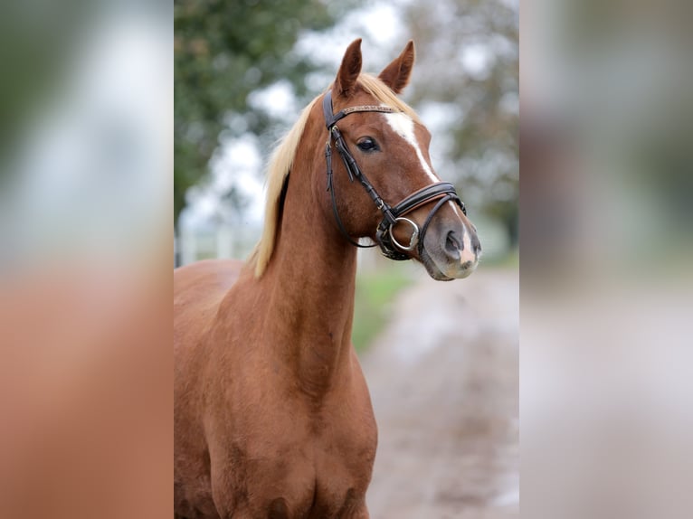 Deutsches Reitpony Wallach 6 Jahre 150 cm Fuchs in Hochdorf-Assenheim