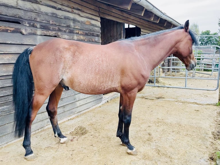 Deutsches Reitpony Wallach 6 Jahre 150 cm Rabicano in Köln