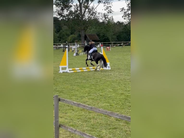 Deutsches Reitpony Wallach 6 Jahre 150 cm Schecke in Handewitt