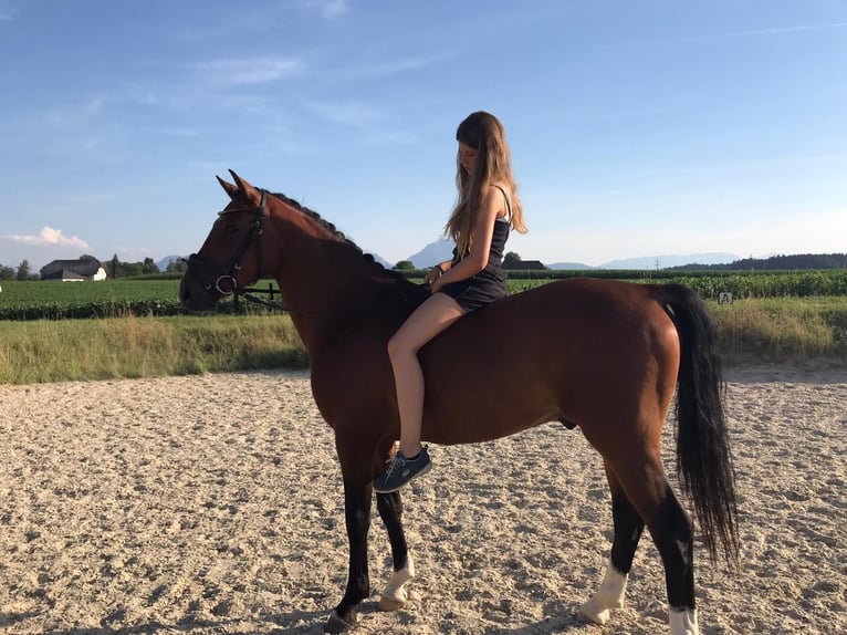 Deutsches Reitpony Wallach 6 Jahre 151 cm Brauner in Schlierbach