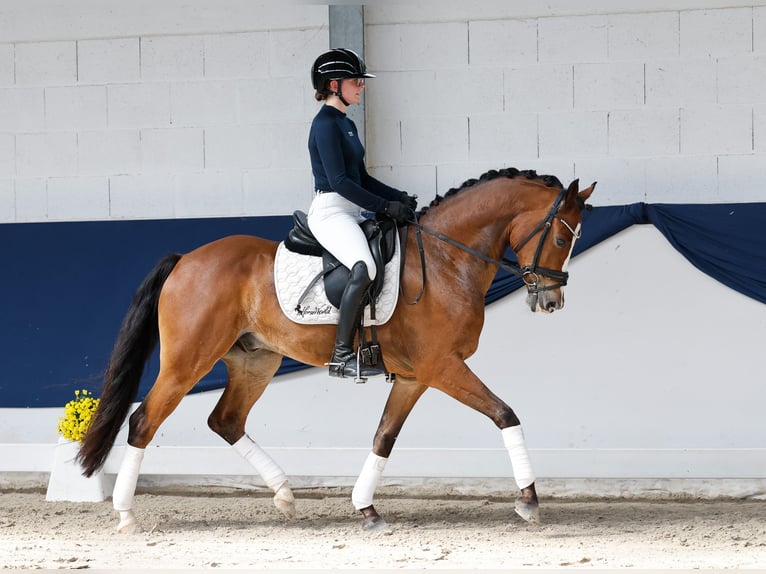 Deutsches Reitpony Wallach 6 Jahre 152 cm Brauner in Marsberg