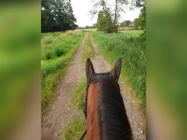 Deutsches Reitpony Mix Wallach 6 Jahre 152 cm Brauner in Waldfeucht