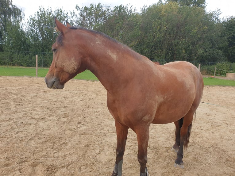 Deutsches Reitpony Mix Wallach 6 Jahre 152 cm Brauner in Waldfeucht