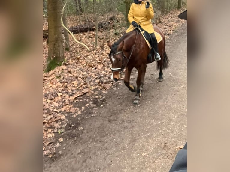 Deutsches Reitpony Mix Wallach 6 Jahre 152 cm Brauner in Waldfeucht